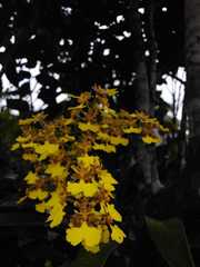 Trichocentrum cebolleta