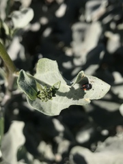 Microrhopala rubrolineata