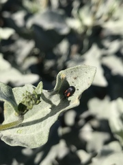 Microrhopala rubrolineata