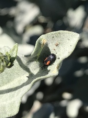 Microrhopala rubrolineata