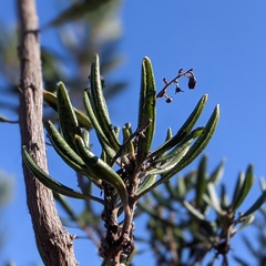 Comarostaphylis diversifolia diversifolia