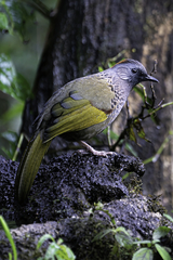 Trochalopteron chrysopterum