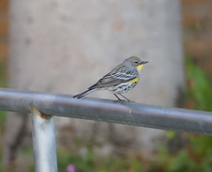 Setophaga coronata