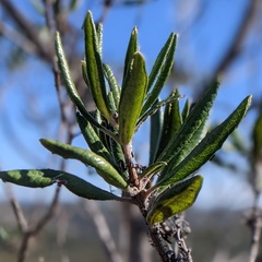 Comarostaphylis diversifolia diversifolia
