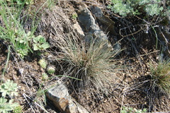 Festuca valesiaca
