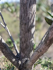 Comarostaphylis diversifolia diversifolia