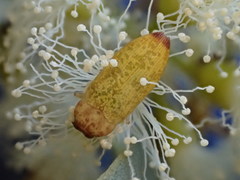 Castiarina subtestacea