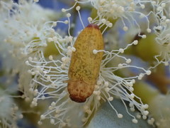 Castiarina subtestacea