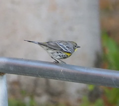 Setophaga coronata