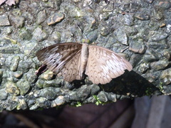 Tanaecia pelea