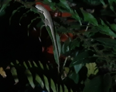 Anolis wellbornae