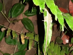 Anolis wellbornae