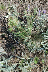 Allium vodopjanovae