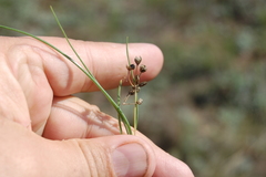 Allium vodopjanovae
