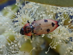 Castiarina gardnerae