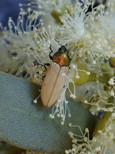 Castiarina subnotata · iNaturalist Mexico