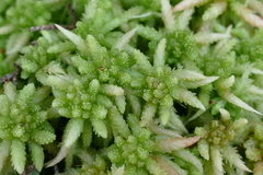 Sphagnum cristatum