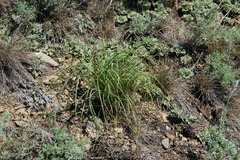 Allium vodopjanovae