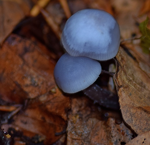 Mycena pura — (c) Kostas Zontanos, some rights reserved (CC BY)
