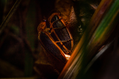 Lampyridae