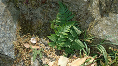 Pentagramma triangularis triangularis