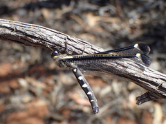 Stilbopteryx napoleo