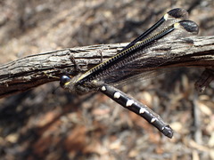 Stilbopteryx napoleo