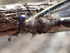 Stilbopteryx napoleo