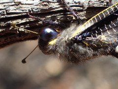 Stilbopteryx napoleo