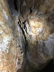 Taphozous nudiventris