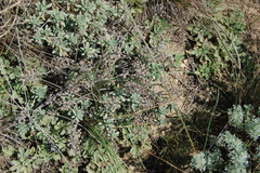 Allium vodopjanovae