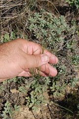 Allium vodopjanovae