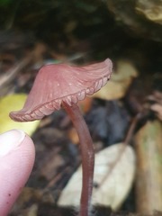 Mycena mariae