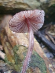 Mycena mariae