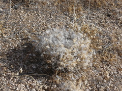 Dasyochloa