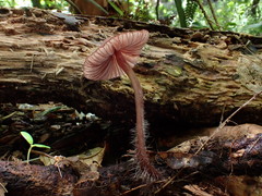 Mycena mariae