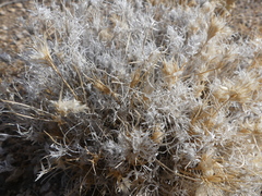 Dasyochloa