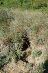 Marmota kastschenkoi