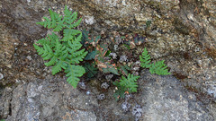 Pentagramma triangularis triangularis