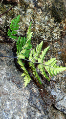 Pentagramma triangularis triangularis