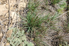 Cleistogenes squarrosa