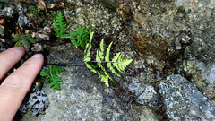 Pentagramma triangularis triangularis