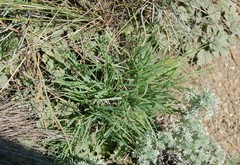 Cleistogenes squarrosa