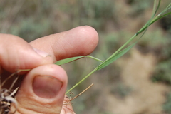 Cleistogenes squarrosa