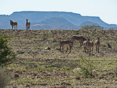 Equus zebra hartmannae