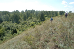 Cleistogenes squarrosa