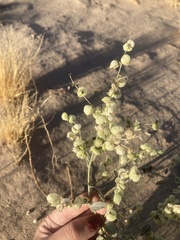 Dicoria canescens