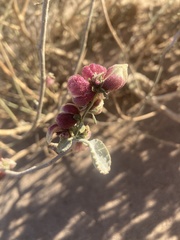 Dicoria canescens
