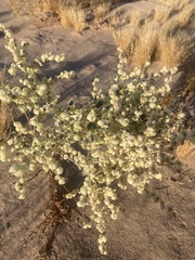 Dicoria canescens