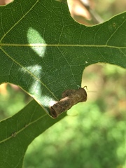 Attelabidae